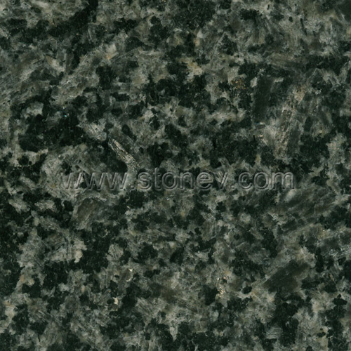 Labrador Black
